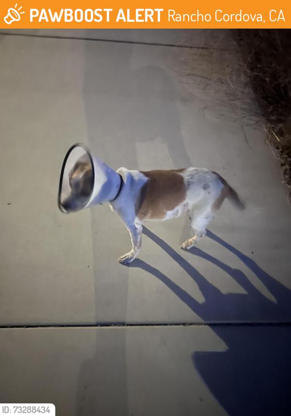 Found/Stray Male Dog last seen Chrysanthany, Rancho Cordova, CA 95742