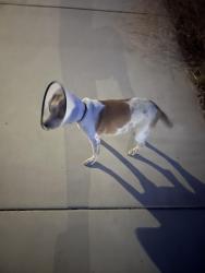 Found/Stray Male Dog last seen Chrysanthany, Rancho Cordova, CA 95742