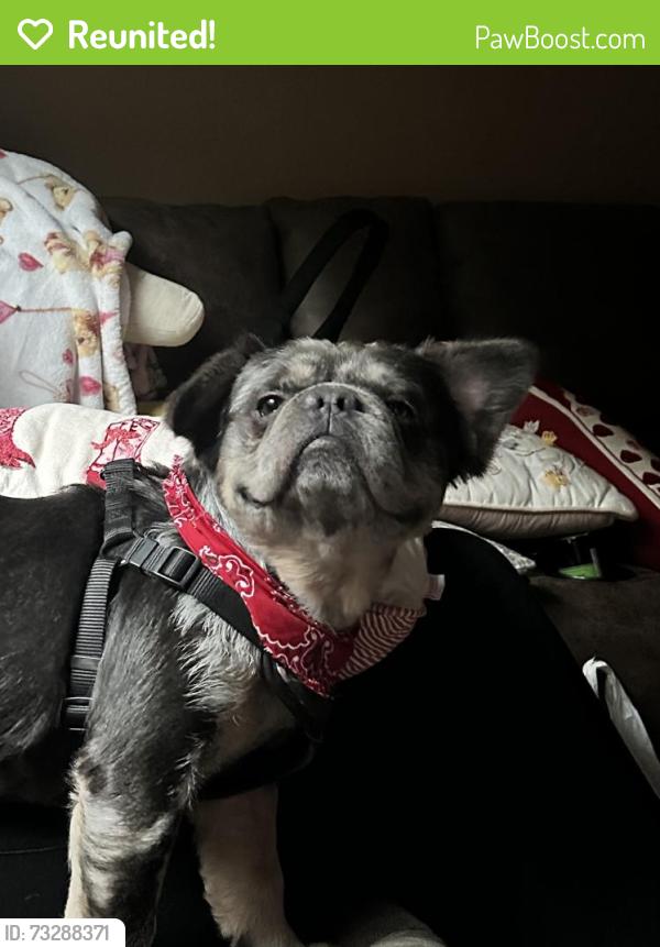 Reunited Male Dog last seen Armitage and Newcastle, Chicago, IL 60707