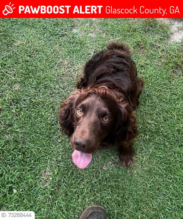 Lost Male Dog last seen Hobbs Rd and Blankenship Mill Rd, Gibson Ga, Glascock County, GA 30810