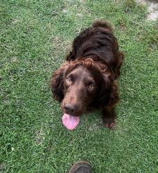 Lost Male Dog last seen Hobbs Rd and Blankenship Mill Rd, Gibson Ga, Glascock County, GA 30810