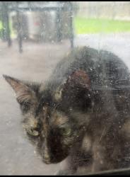 Lost Female Cat last seen Green valley drive, Cibolo, TX 78108