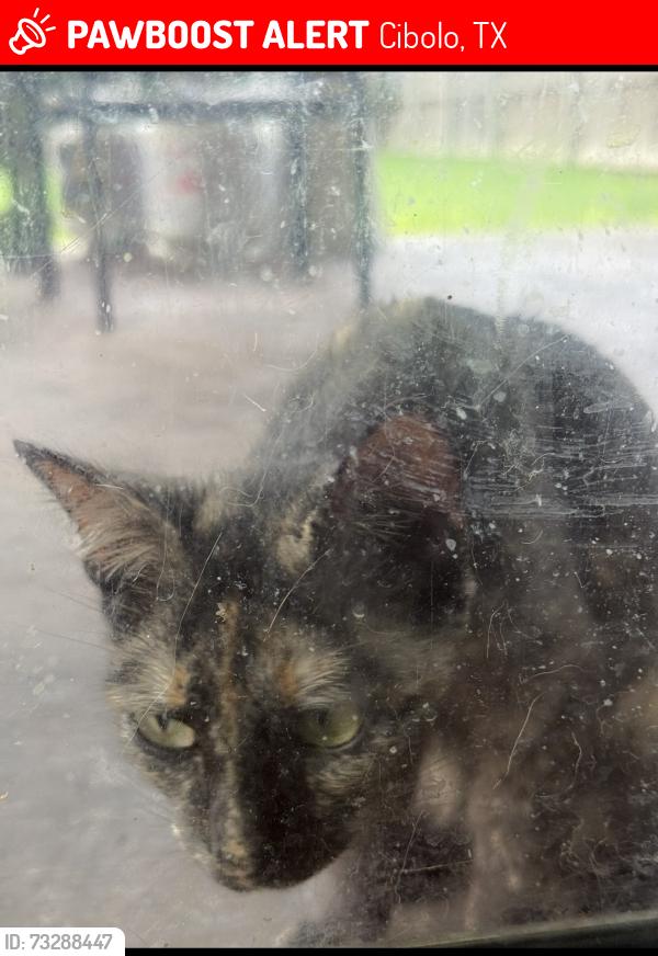 Lost Female Cat last seen Green valley drive, Cibolo, TX 78108