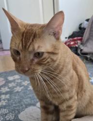 Reunited Male Cat last seen 6th and oregan, Philadelphia, PA 19148