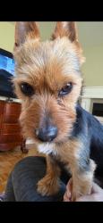 Reunited Male Dog last seen Crabapple Ln, Stroud Township, PA 18301