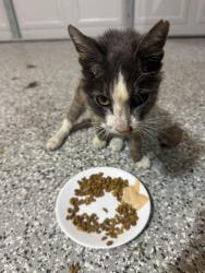 Reunited Unknown Cat last seen Forestgate pool, The Woodlands, TX 77382