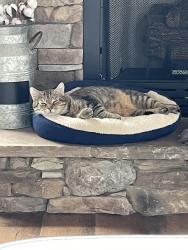 Lost Male Cat last seen River Pointe Drive The Pointe subdivision / near Link Hills Country Club, Greeneville, TN 37743