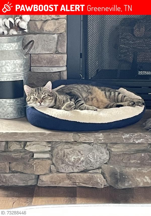 Lost Male Cat last seen River Pointe Drive The Pointe subdivision / near Link Hills Country Club, Greeneville, TN 37743