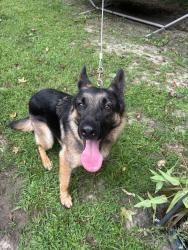 Found/Stray Unknown Dog last seen Corvair DR off old mill rd, High Point, NC 27265