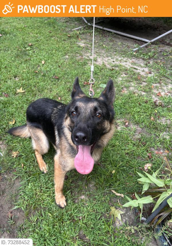 Found/Stray Unknown Dog last seen Corvair DR off old mill rd, High Point, NC 27265