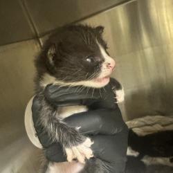 Shelter Stray Female Cat last seen , 5570 Sturmer Park Cir, Winston-Salem, NC 27105, USA