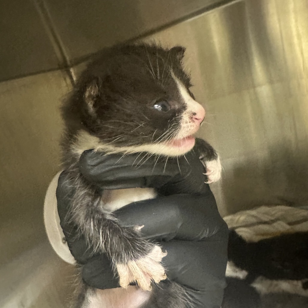Shelter Stray Female Cat last seen , 5570 Sturmer Park Cir, Winston-Salem, NC 27105, USA