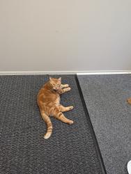 Reunited Male Cat last seen The Heights, Madison Heights, MI 48071