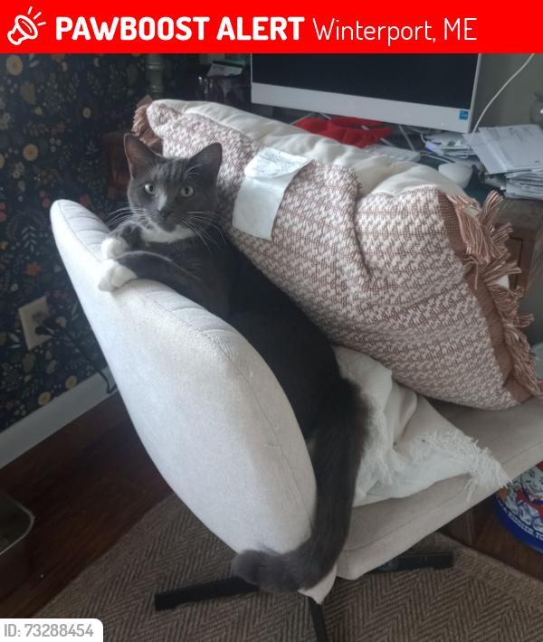 Lost Male Cat last seen Rt 1 A. And back winterport rd, Winterport, ME 04496