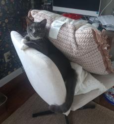 Lost Male Cat last seen Rt 1 A. And back winterport rd, Winterport, ME 04496