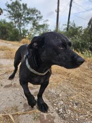 Found/Stray Male Dog last seen Thru the water channel, Pharr, TX 78577
