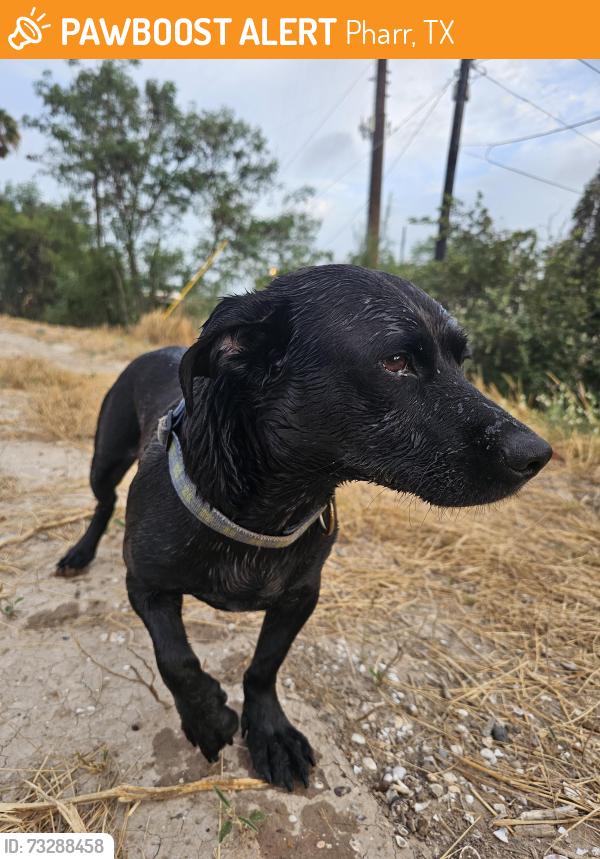 Found/Stray Male Dog last seen Thru the water channel, Pharr, TX 78577