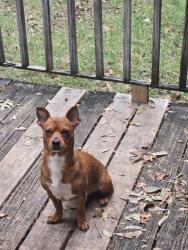 Reunited Male Dog last seen Joaquin and dunway dr, Dallas, TX 75228