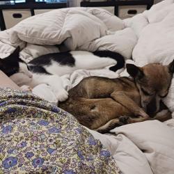 Lost Female Cat last seen Dakota & Reno drive, Cabot, AR 72023
