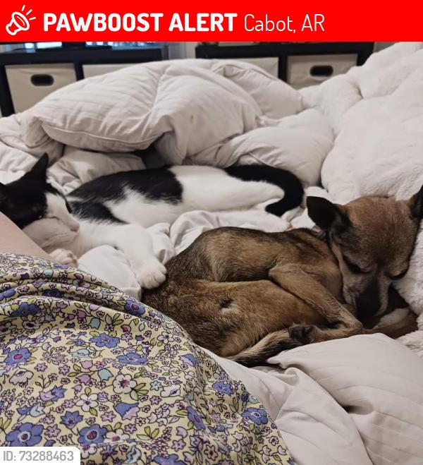 Lost Female Cat last seen Dakota & Reno drive, Cabot, AR 72023