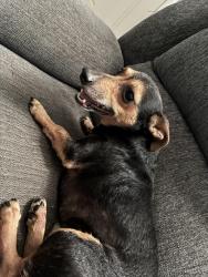 Reunited Male Dog last seen Berry and Reed St, Fort Worth, TX 76119