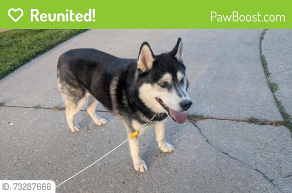Reunited Male Dog last seen Corner of McCarran and Plumas, Reno, NV 89509