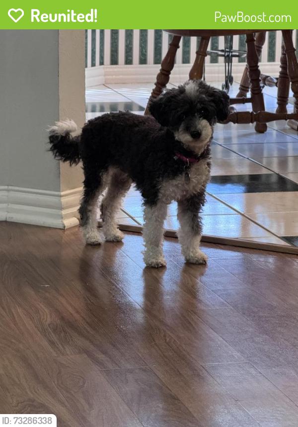 Reunited Female Dog last seen Westgate and Coffey Drive Denton, TX, Denton, TX 76207