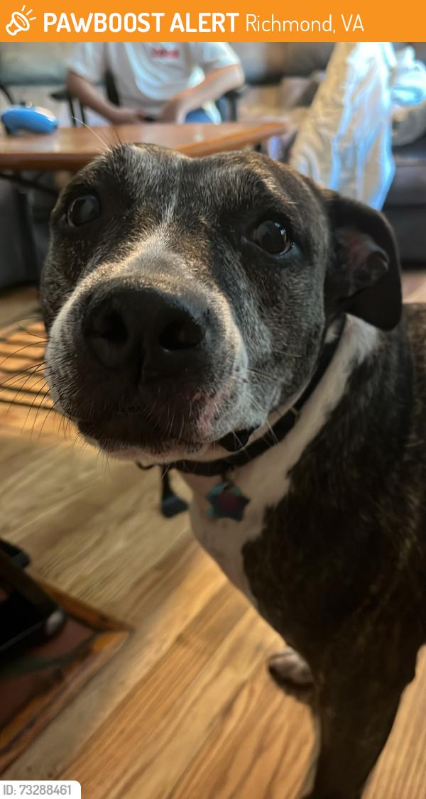 Found/Stray Female Dog last seen Muhammad’s temple of islam, Richmond, VA 23234
