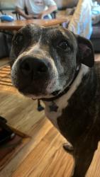 Found/Stray Female Dog last seen Muhammad’s temple of islam, Richmond, VA 23234