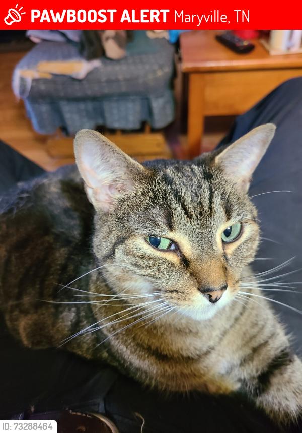 Lost Male Cat last seen Walker Boulevard, Maryville, TN 37803