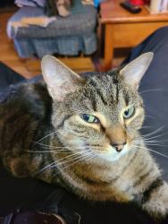 Lost Male Cat last seen Walker Boulevard, Maryville, TN 37803
