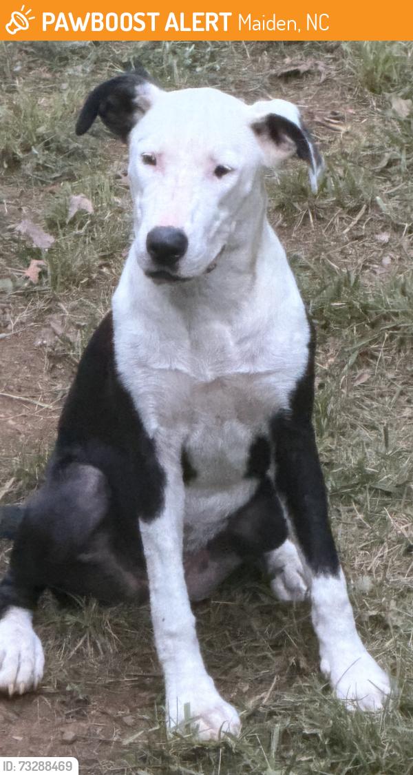 Found/Stray Female Dog last seen Behind church, Maiden, NC 28650