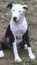 Found/Stray Female Dog last seen Behind church, Maiden, NC 28650