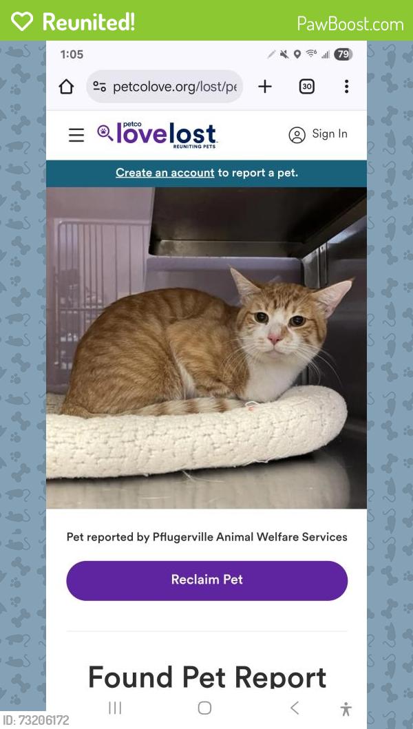 Reunited Male Cat last seen Windermere elementary, Pflugerville, TX 78660
