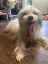 Found/Stray Male Dog last seen Kilroy ln, Douglasville, GA, Douglas County, GA 30135