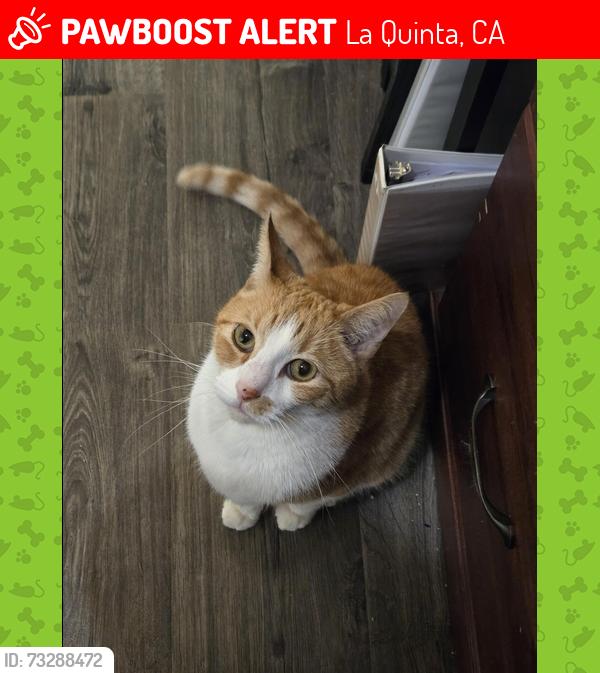 Lost Male Cat last seen Calle Sinaloa, La Quinta, CA 92253