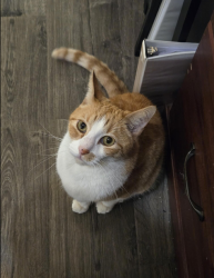 Lost Male Cat last seen Calle Sinaloa, La Quinta, CA 92253