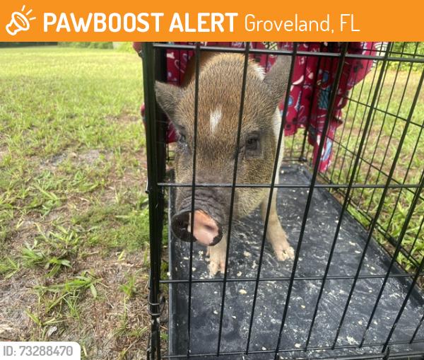 Found/Stray Female Other last seen Youth Camp and Honeycut Road, Groveland, FL 34736
