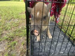 Found/Stray Female Other last seen Youth Camp and Honeycut Road, Groveland, FL 34736