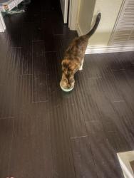 Reunited Female Cat last seen Elley crossings, New Braunfels, TX 78130