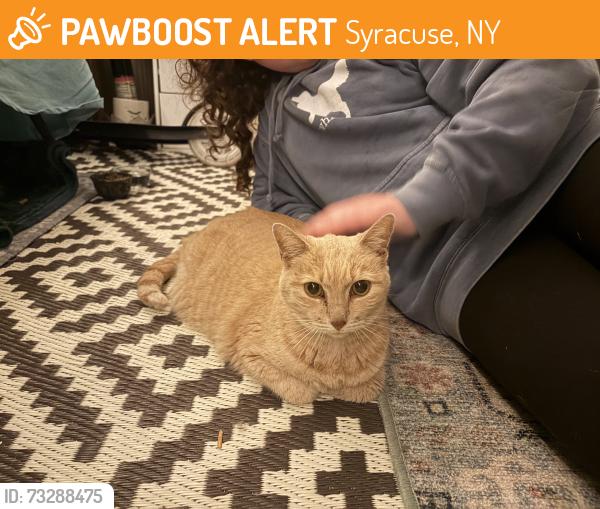 Found/Stray Unknown Cat last seen Tipp Hill, Syracuse, NY 13204