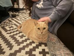 Found/Stray Unknown Cat last seen Tipp Hill, Syracuse, NY 13204