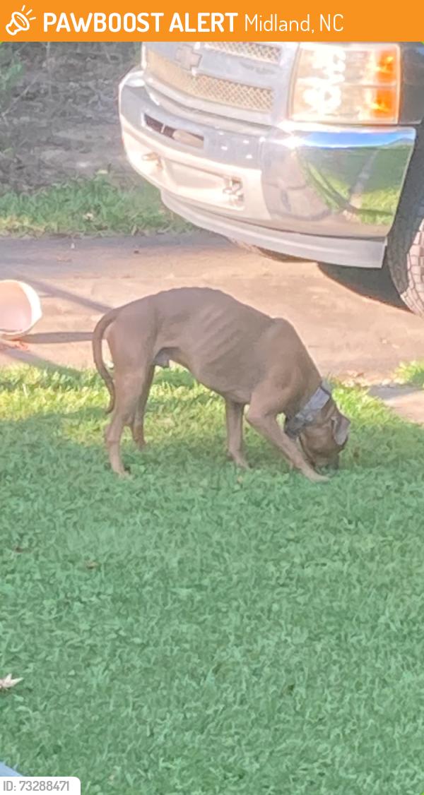 Found/Stray Male Dog last seen Near Hartsell Funeral Home in Midland, Midland, NC 28107