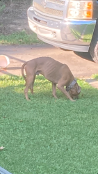 Found/Stray Male Dog last seen Near Hartsell Funeral Home in Midland, Midland, NC 28107