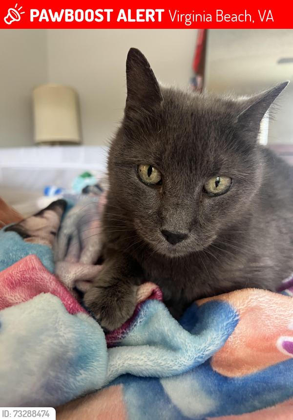 Lost Female Cat last seen 1108 Miles Standish Rd, Virginia Beach, VA 23455