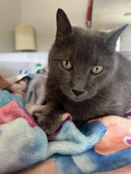 Lost Female Cat last seen 1108 Miles Standish Rd, Virginia Beach, VA 23455