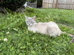 Lost Female Cat last seen Puetz in oak creek, Oak Creek, WI 53154
