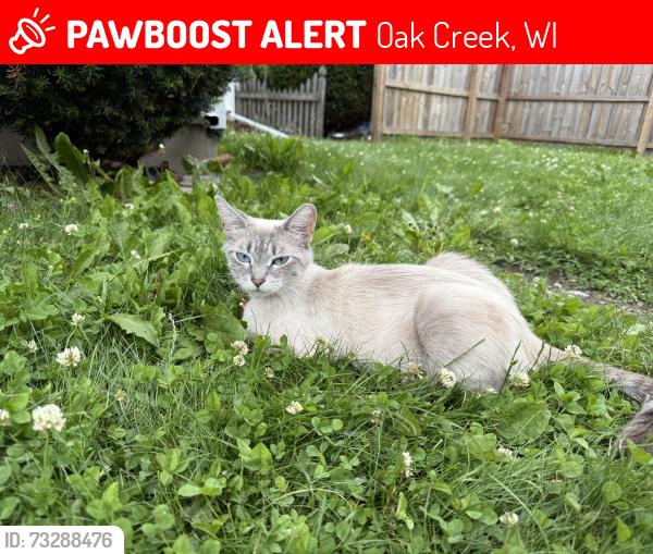Lost Female Cat last seen Puetz in oak creek, Oak Creek, WI 53154