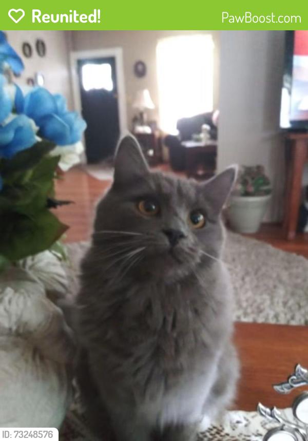 Reunited Female Cat last seen Carey ave, Wilkes-Barre, PA 18702