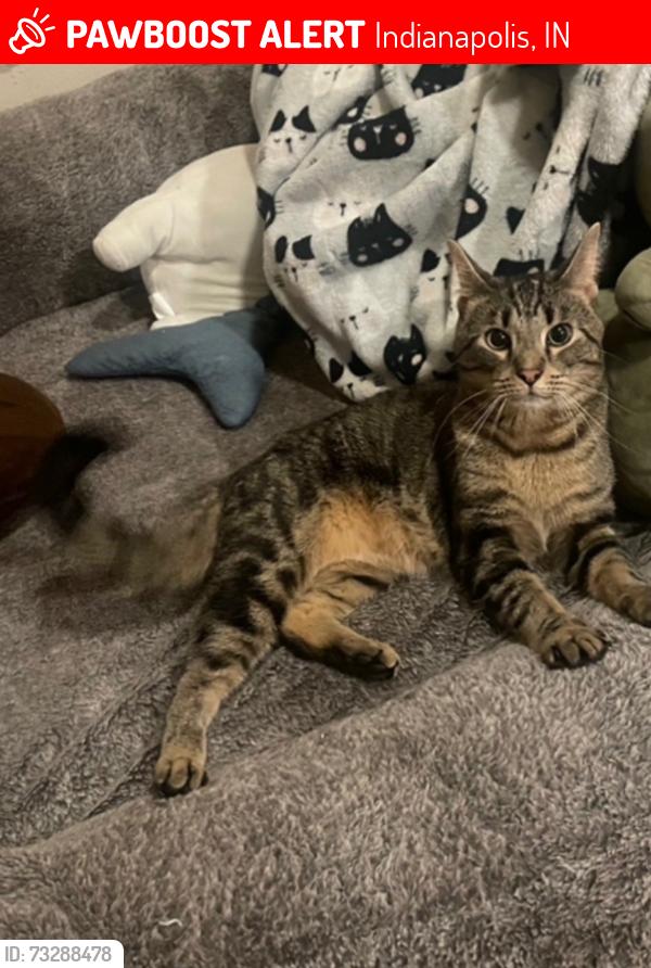 Lost Male Cat last seen Pawnee Court, Indianapolis, IN 46235